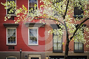 Blossoming tree, apartment building, Manhattan, New York City
