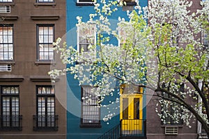 Blossoming tree, apartment building, Manhattan, New York City