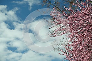 Blossoming tree and blue sky in springtime