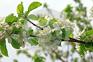 Blossoming tree branch apple with white flowers