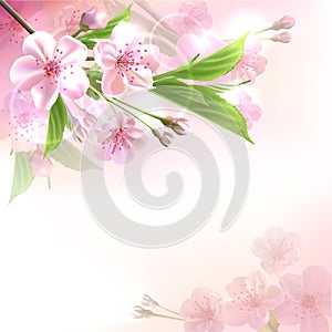 Blossoming tree branch with pink flowers photo