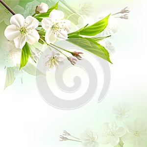 Blossoming tree branch with white flowers photo