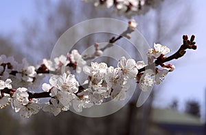 Blossoming tree branch with white flowers against a blue sky and garden.