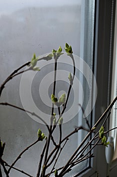 Blossoming tree branches standing on the windowsill in the room