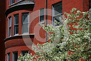 Blossoming tree and brick hous photo