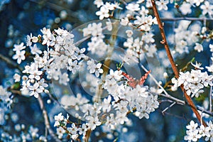 Blossoming tree with butterfly in spring with beautiful white flowers, spring nature close-up