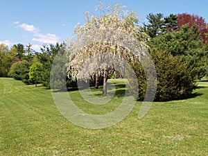 Blossoming tree and evergreens by a green lawn photo