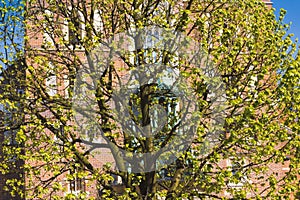 Blossoming tree near to medieval church, Krakow main square, Poland, spring in the city concept