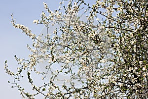 A blossoming tree is a plum. Flowering tree