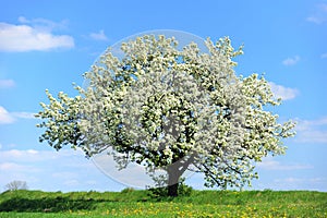 Blossoming tree in spring