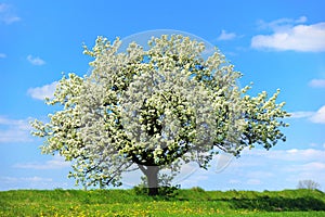 Blossoming tree in spring