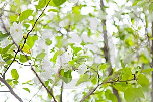 Blossoming tree in spring on a clear cloudless day. Sunny