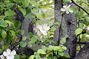 Blossoming tree in spring. Close-up, texture of natural bark.