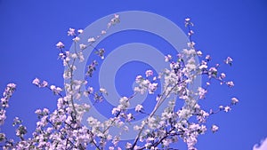 Blossoming Tree in Spring Garden and Blue Sky