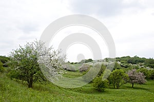 Blossoming tree in spring in rural scenery