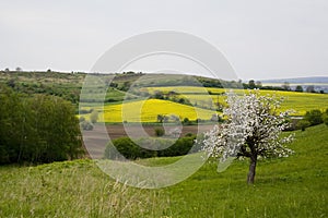 Blossoming tree in spring in rural scenery