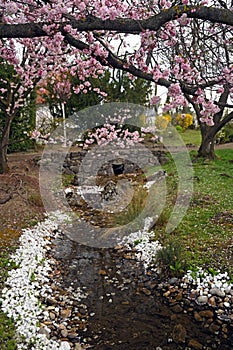 Blossoming tree and stream in japanese garden Setagaya Park