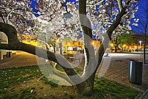 Blossoming tree  in Trencianske Teplice spa town