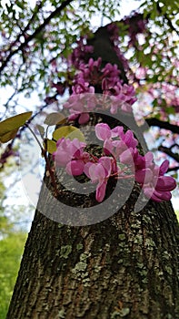 Blossoming tree trunk.