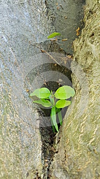 Blossoming tree trunk.