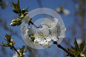 Blossoming tree with white flowers-detail