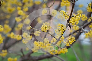 Blossoming tree with yellow flowers