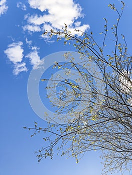 Blossoming trees against a blue spring sky and white clouds. View from below.Spring background. branches of tree with