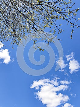 Blossoming trees against a blue spring sky and white clouds. View from below.Spring background. branches of tree on a