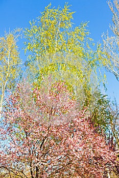 Blossoming trees in a city park against a blue sky