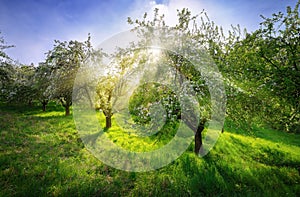 Blossoming trees in a dreamy spring scenery