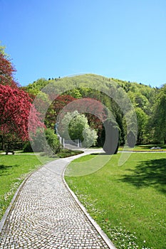 Blossoming trees in park against the blue sky