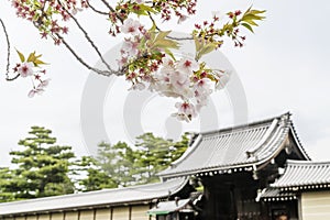 Blossoming trees in spring at Kyoto Imperial Palace, Japan