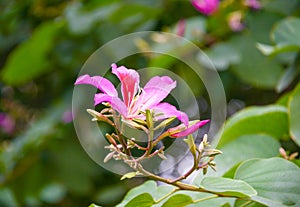 Blossoming tropical tree