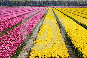 Blossoming tulip field in the Netherlands, typical Dutch landscape, colorful spring flowers background