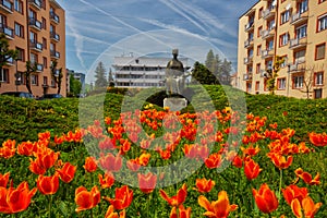 Blossoming tulip flower in the city of Zvolen