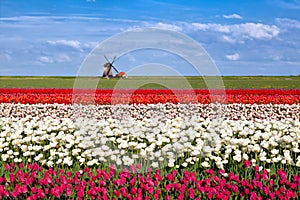 Blossoming tulip flowers and Dutch windmill