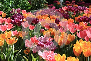 Blossoming Tulips