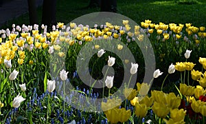 Blossoming tulips background.