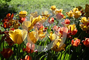 Blossoming tulips background.