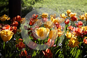 Blossoming tulips background.