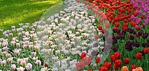 Blossoming tulips background.