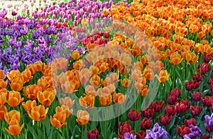 Blossoming tulips background