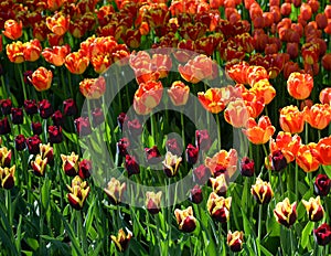 Blossoming tulips background