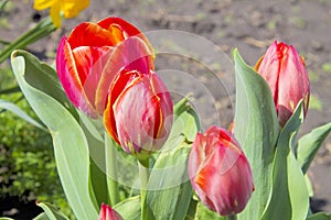 Blossoming tulips close up.