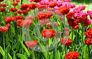 Blossoming tulips closeup