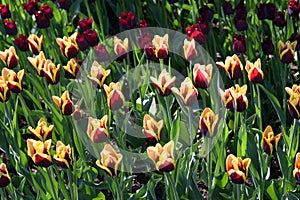 Blossoming tulips closeup