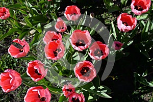 Blossoming tulips closeup