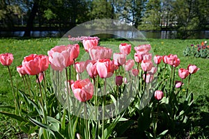 Blossoming tulips closeup