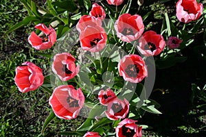 Blossoming tulips closeup