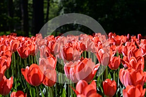 Blossoming tulips closeup